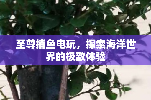 探索海洋世界的极致体验图片