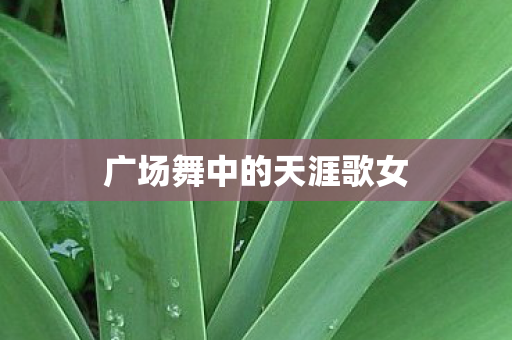 广场舞中的天涯歌女图片