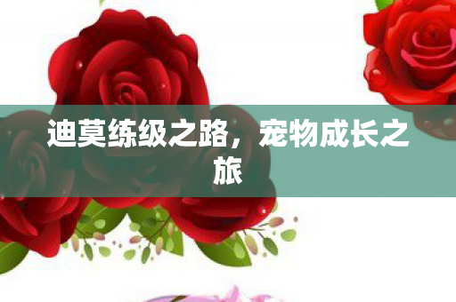 迪莫练级之路图片
