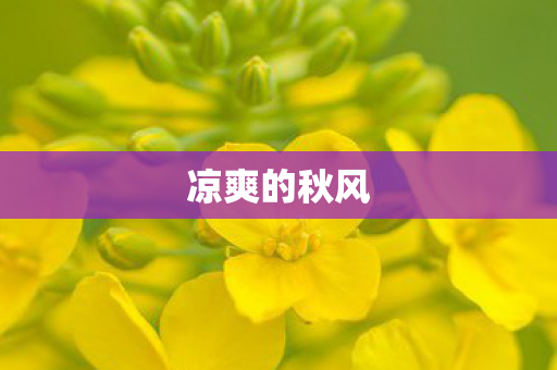 凉爽的秋风图片