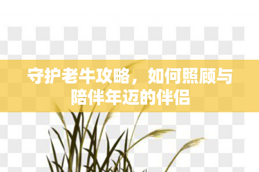如何照顾与陪伴年迈的伴侣图片