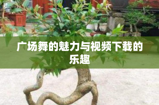 广场舞的魅力与视频下载的乐趣图片