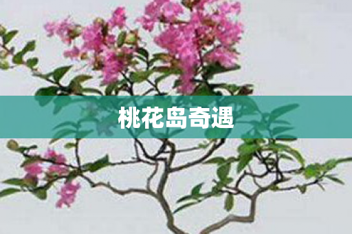 桃花岛奇遇图片
