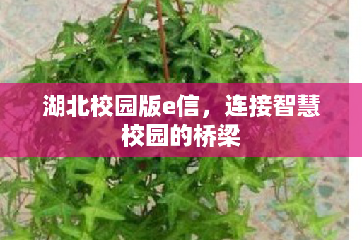 连接智慧校园的桥梁图片