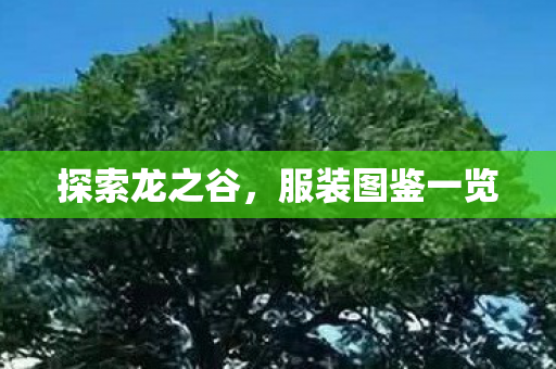 服装图鉴一览图片