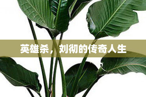 刘彻的传奇人生图片