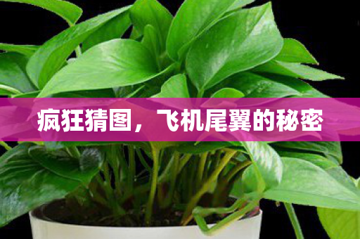 飞机尾翼的秘密图片