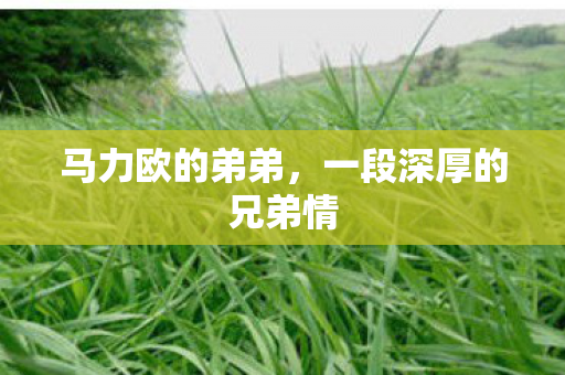 一段深厚的兄弟情图片