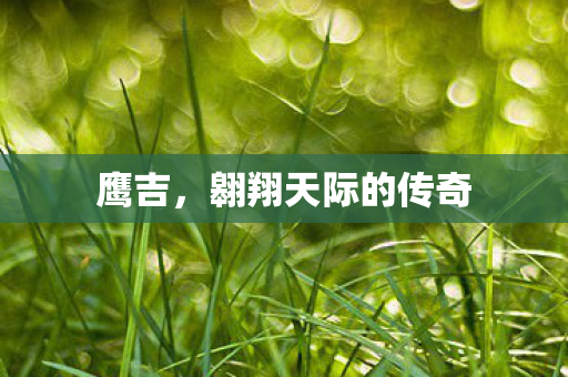 翱翔天际的传奇图片