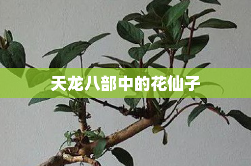 天龙八部中的花仙子图片