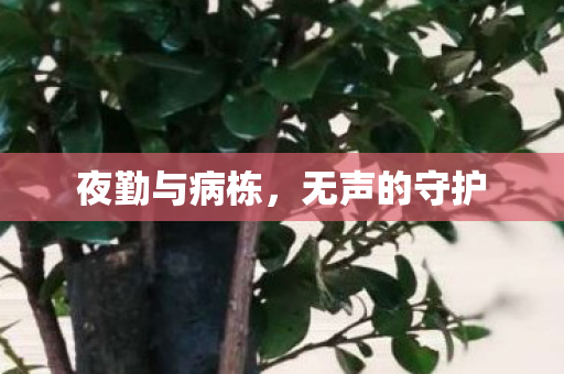 夜勤与病栋,无声的守护 夜勤与病栋,无声的守护