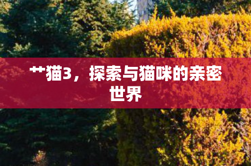 探索与猫咪的亲密世界图片