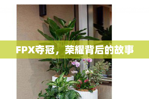 荣耀背后的故事图片