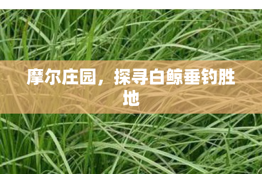 探寻白鲸垂钓胜地图片