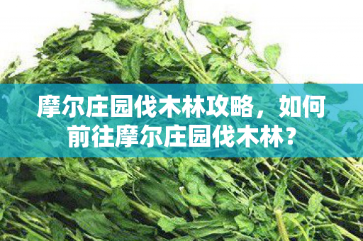 如何前往摩尔庄园伐木林图片