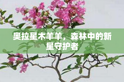 森林中的新星守护者图片