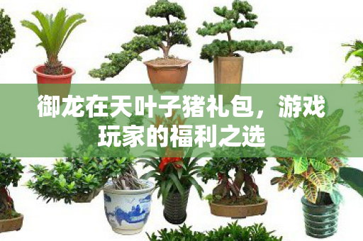 御龙在天叶子猪礼包图片