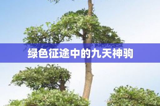 绿色征途中的九天神驹图片