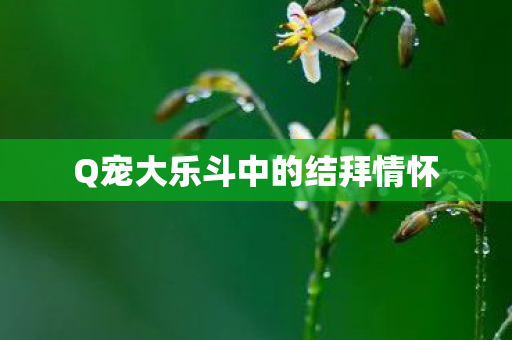 Q宠大乐斗中的结拜情怀图片