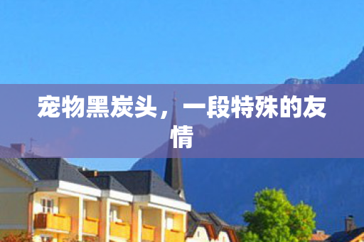 一段特殊的友情图片