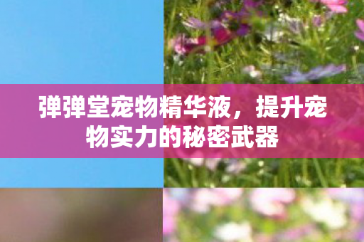 提升宠物实力的秘密武器图片