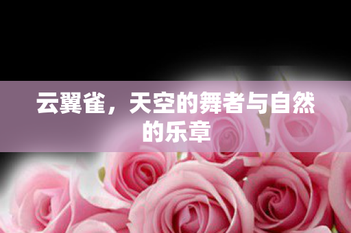 天空的舞者与自然的乐章图片