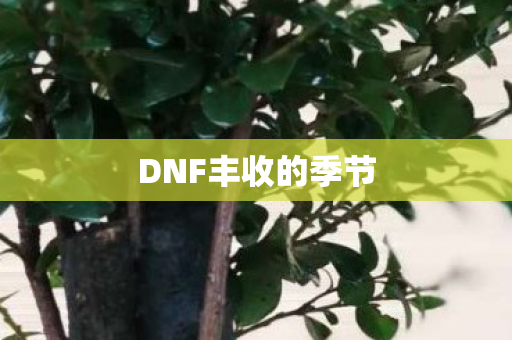 DNF丰收的季节图片