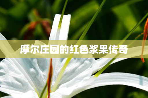 摩尔庄园的红色浆果传奇图片