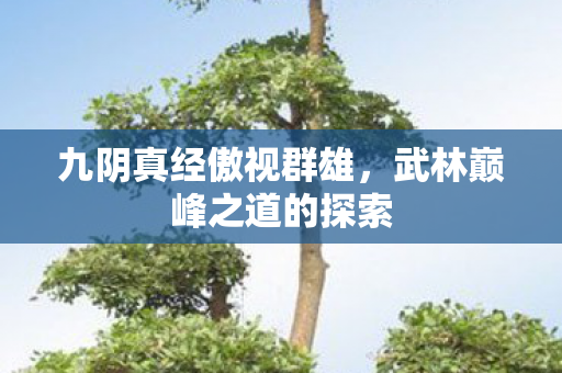 武林巅峰之道的探索图片