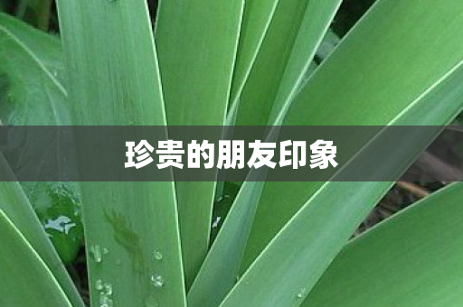 珍贵的朋友印象图片