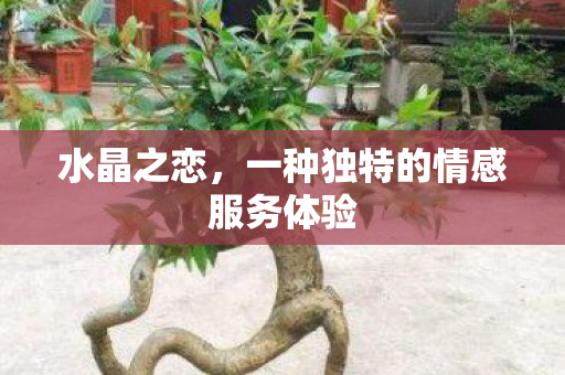 一种独特的情感服务体验图片