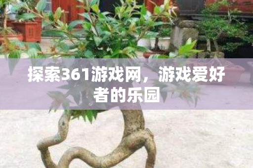 探索361游戏网图片