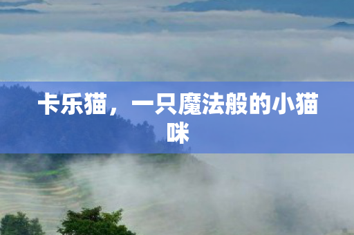一只魔法般的小猫咪图片