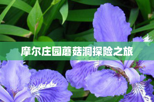 摩尔庄园蘑菇洞探险之旅图片