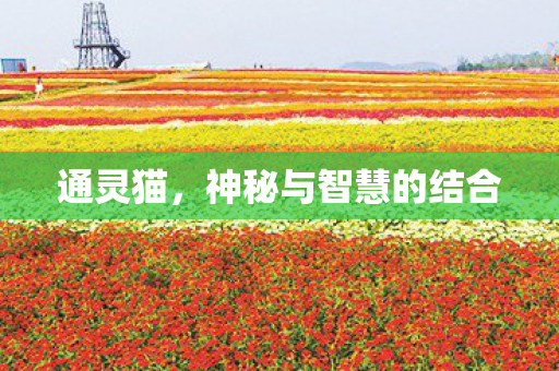 神秘与智慧的结合图片