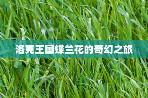 洛克王国蝶兰花的奇幻之旅图片