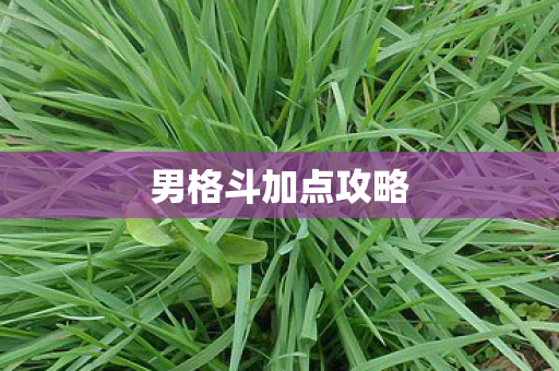 男格斗加点攻略图片