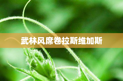 武林风席卷拉斯维加斯图片