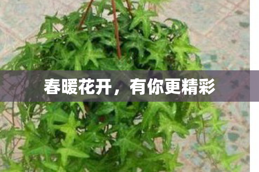 有你更精彩图片