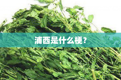 浦西是什么梗图片