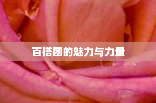 百搭团的魅力与力量图片