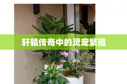 轩辕传奇中的灵宠繁殖图片