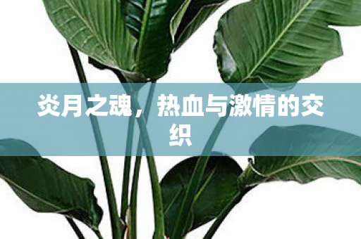 热血与激情的交织图片