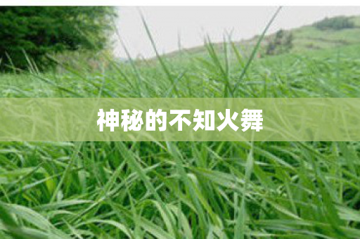 神秘的不知火舞图片