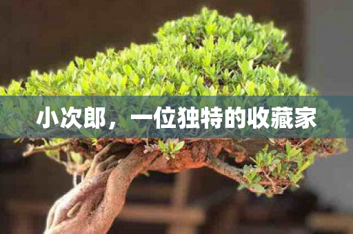 一位独特的收藏家图片