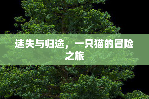 一只猫的冒险之旅图片