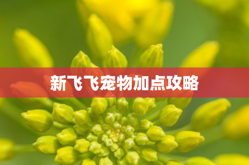 新飞飞宠物加点攻略图片