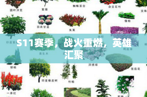 S11赛季图片