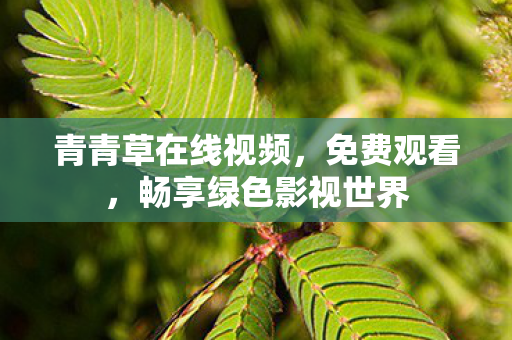 畅享绿色影视世界图片