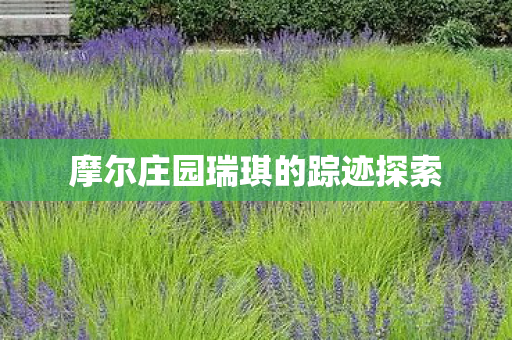 摩尔庄园瑞琪的踪迹探索图片
